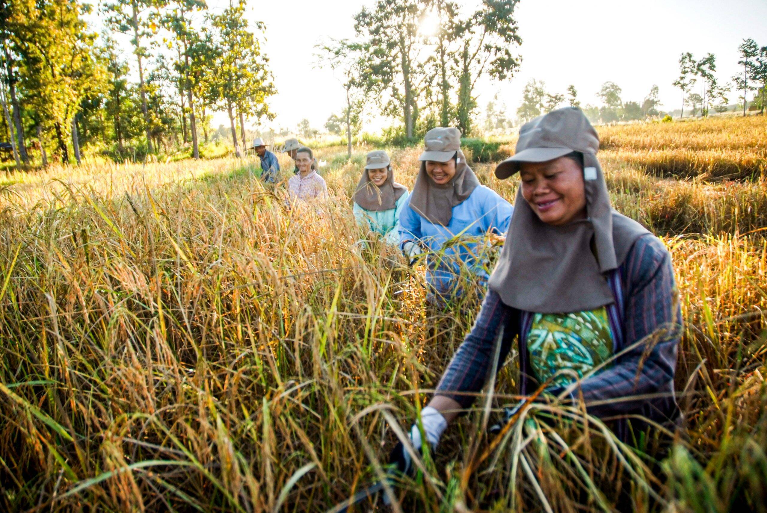 Coltivatrici di riso in Thailandia