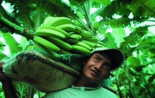 produttore con un casco di banane
