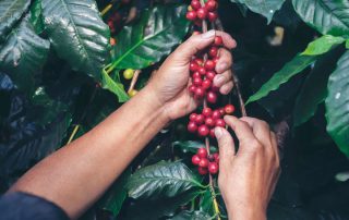 mani che raccolgono le drupe di caffè dalla pianta