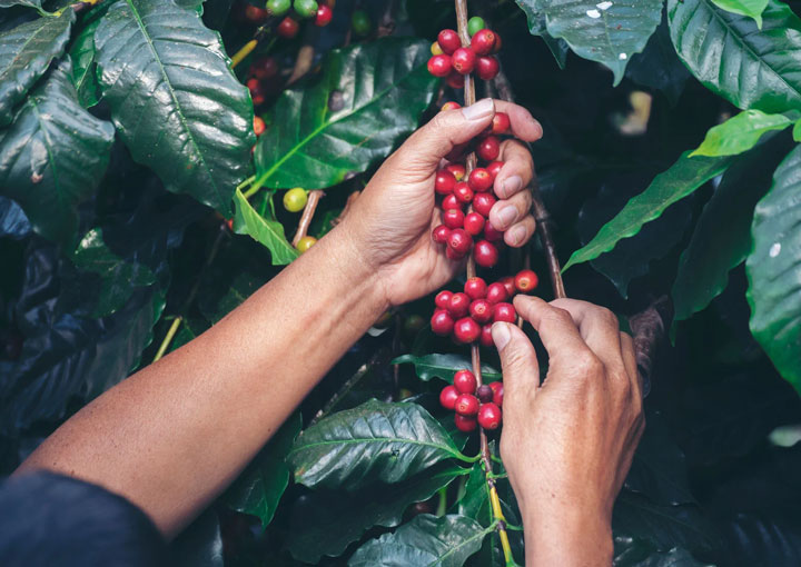 mani che raccolgono le drupe di caffè dalla pianta