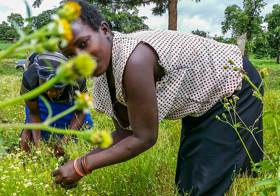 Meru Herbs Altromercato meru-herbs-altromercato
