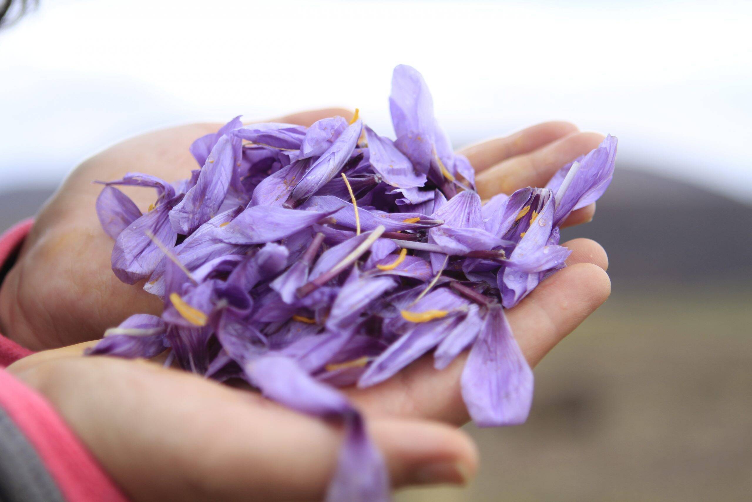 Moroccan,Saffron,Flower