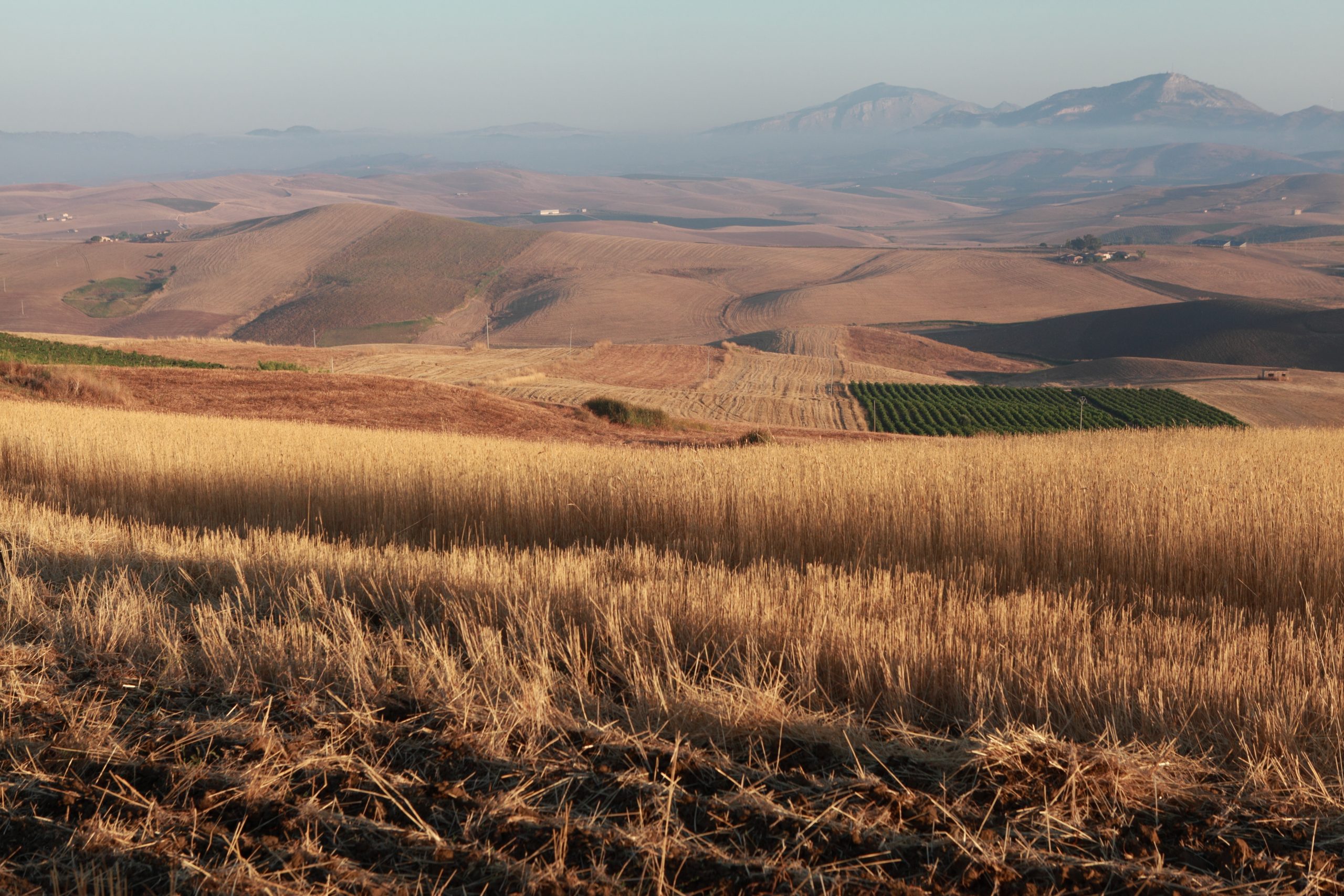 Lavorazione pomodoro - ragazza che ride