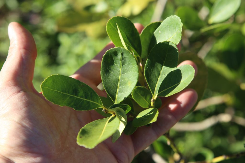 Yerba,Mate,Bush,In,Paraguay