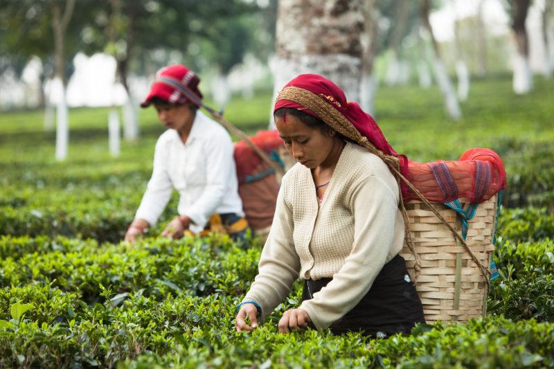Coltivatrici di tè - Altromercato