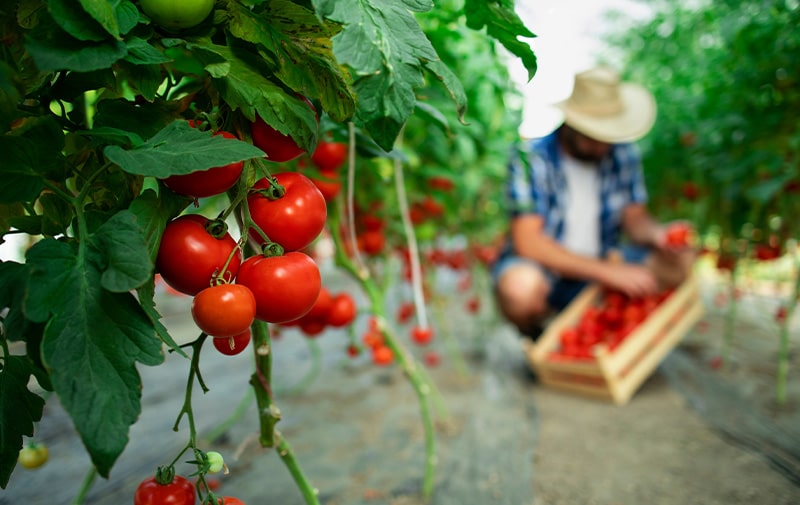 img2 (2)-min La cooperativa Terramatta coltiva i pomodori Solidale Italiano Altromercato offrendo opportunità a soggetti fragili