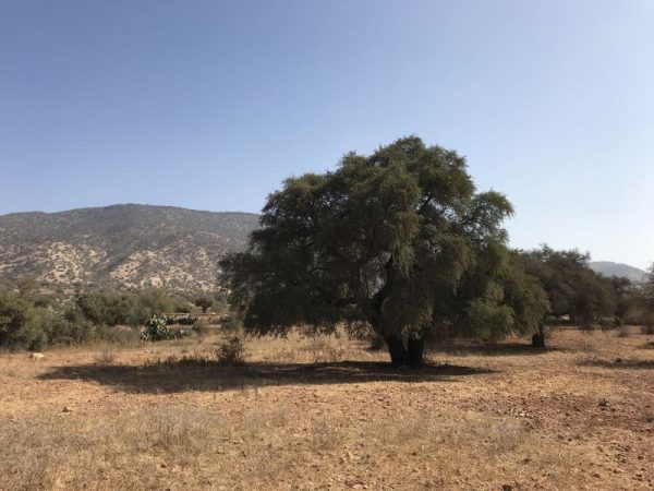 L'albero da cui si ottiene l'olio di Argan