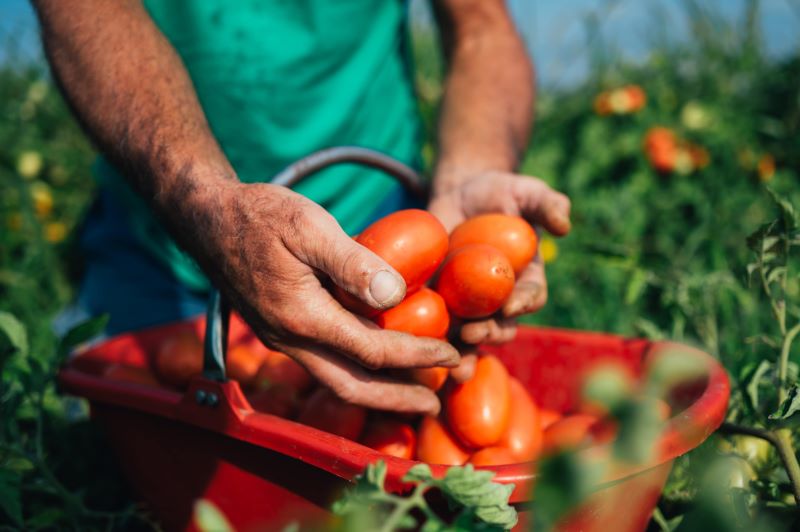 Pomodori Solidale Italiano