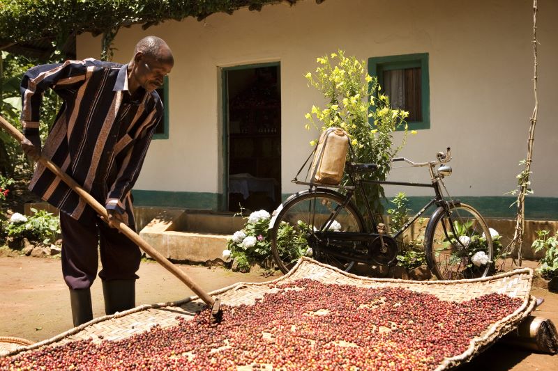 Produttore di caffè della Tanzania