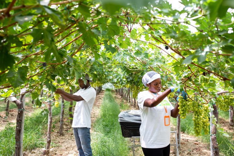 Raccoglitori di uva bianca all'interno di O.P. Agritalia