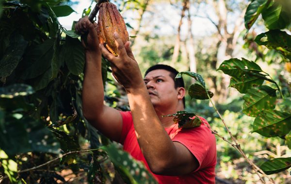tipi di cioccolato: scegli quello che sostienepiccoli produttori