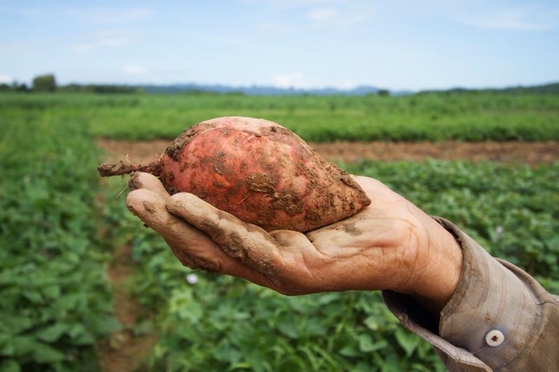 patata dolce in mano appena raccolta