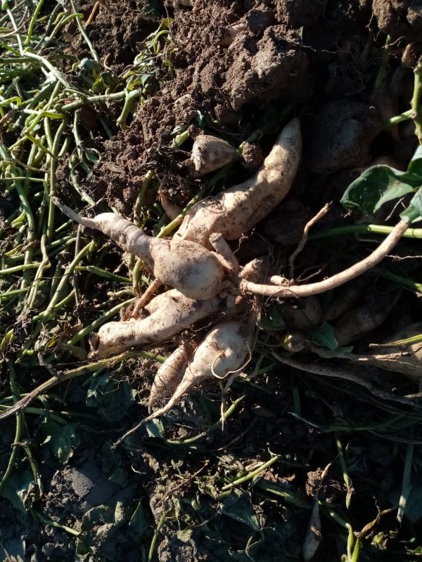 patata dolce nella terra