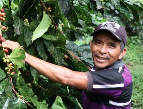 Caffè e cambiamento climatico: storie dal Guatemala