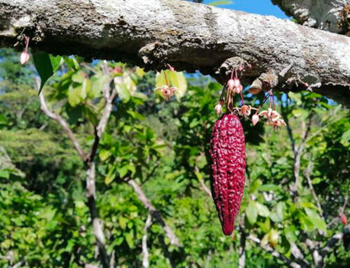 Riforestazione in Perù: oltre 57mila nuovi alberi in tre anni