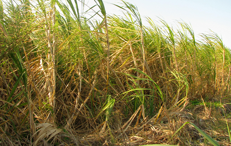 Canne da zucchero