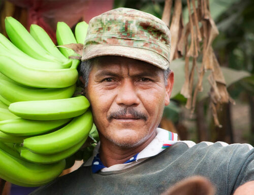 Banana Bio del Perù: tutti al lavoro per salvare la produzione
