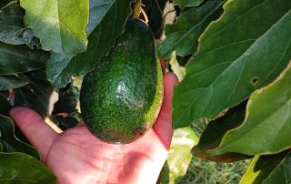 Avocado biologico in mano al produttore