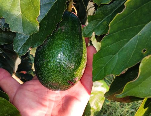 Avocado biologico siciliano: gusto, territorio e filiera Solidale Italiano