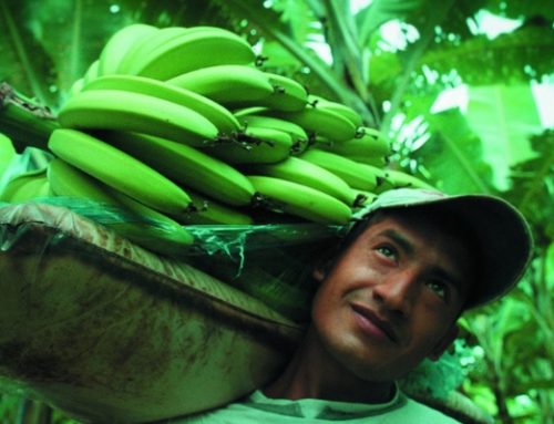 Il prezzo delle banane Altromercato: come funziona e come si forma lungo la filiera