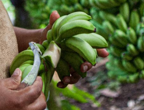 Bananito bio: da oltre 10 anni, il frutto che sta cambiando l’Alto Huallaga in Perù