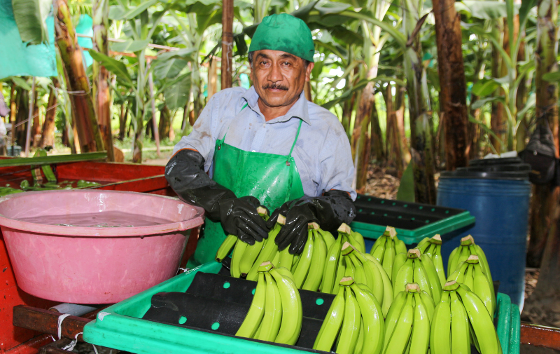 banane biologiche rio y valle